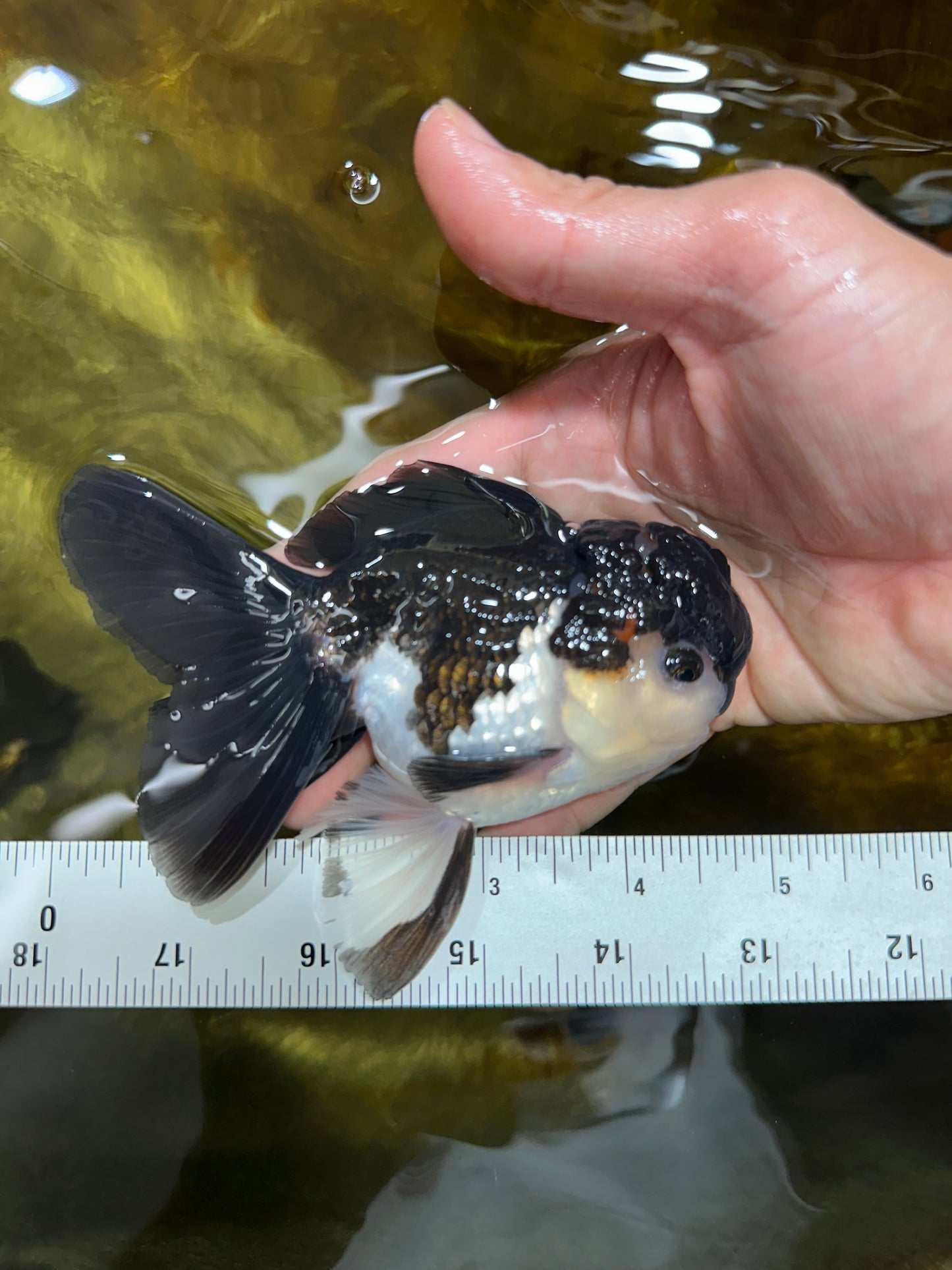 A Grade Young Panda Button W Oranda Male 4.5-5 inches #061325_06