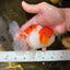 AAA Grade PUPPY Sakura Oranda Male 5 inches #062025OR_14