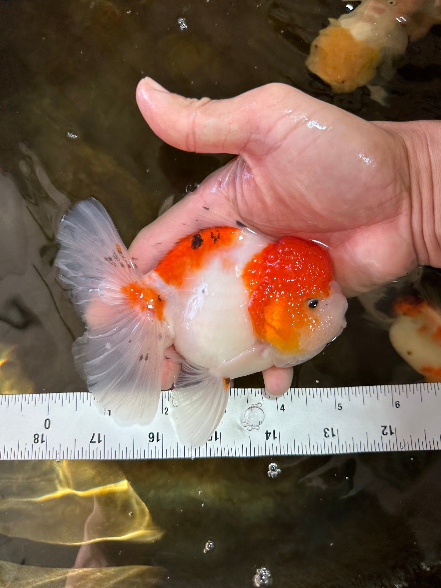 AAA Grade PUPPY Sakura Oranda Male 5 inches #062025OR_14