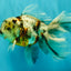 Calico Oranda Male 6.5 inches #082826OR_02