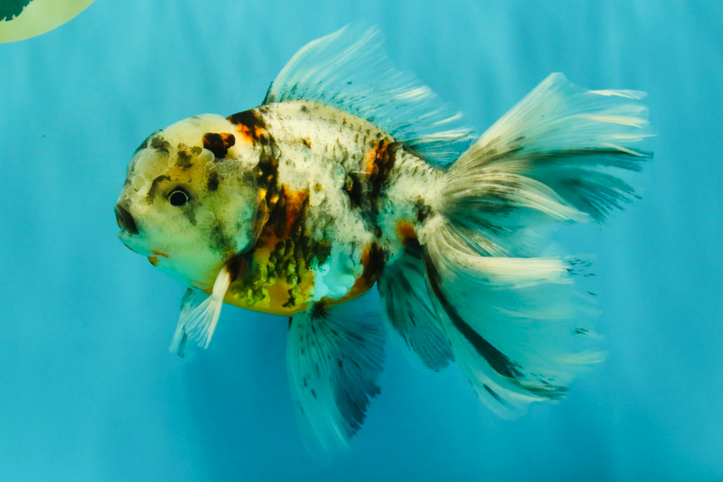 Calico Oranda Male 6.5 inches #082826OR_02