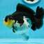 A Grade Panda Yuanbao Male 4.5-5 inches #0927YB_03