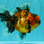 AAA Grade Tiger Oranda Male 6-6.5  inches #071026OR_36