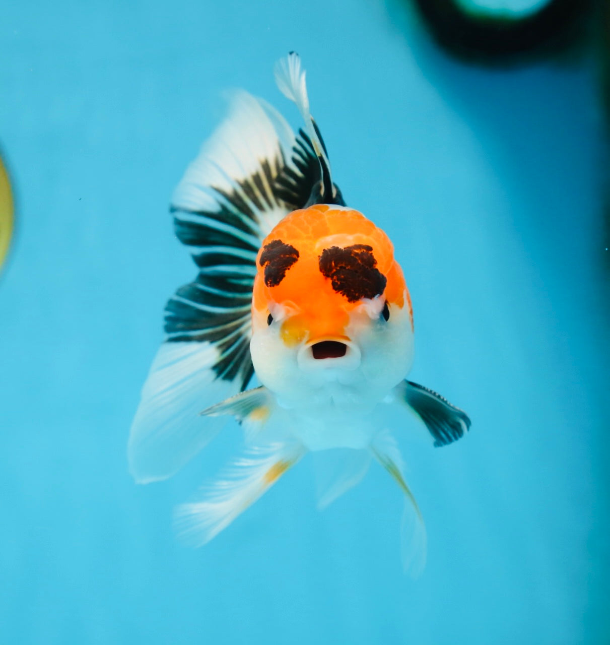 A Grade Tricolor Oranda Male 5 inches #082225OR_20