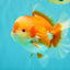 AAA Grade Red White Oranda Male 5.5-6 inches #071726OR_21