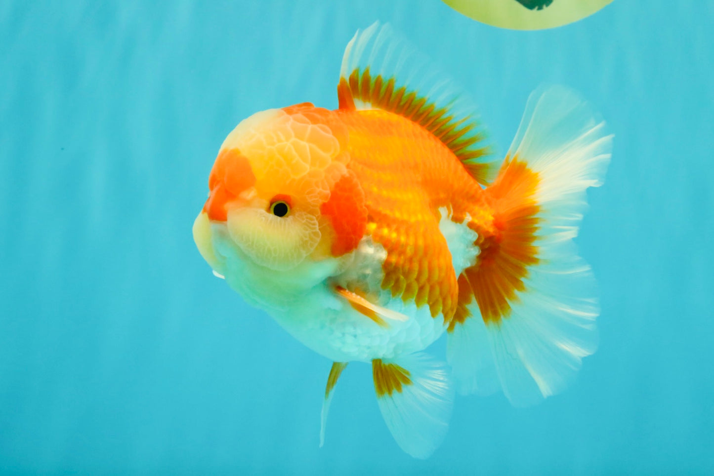 AAA Grade Red White Oranda Male 5.5-6 inches #071726OR_21