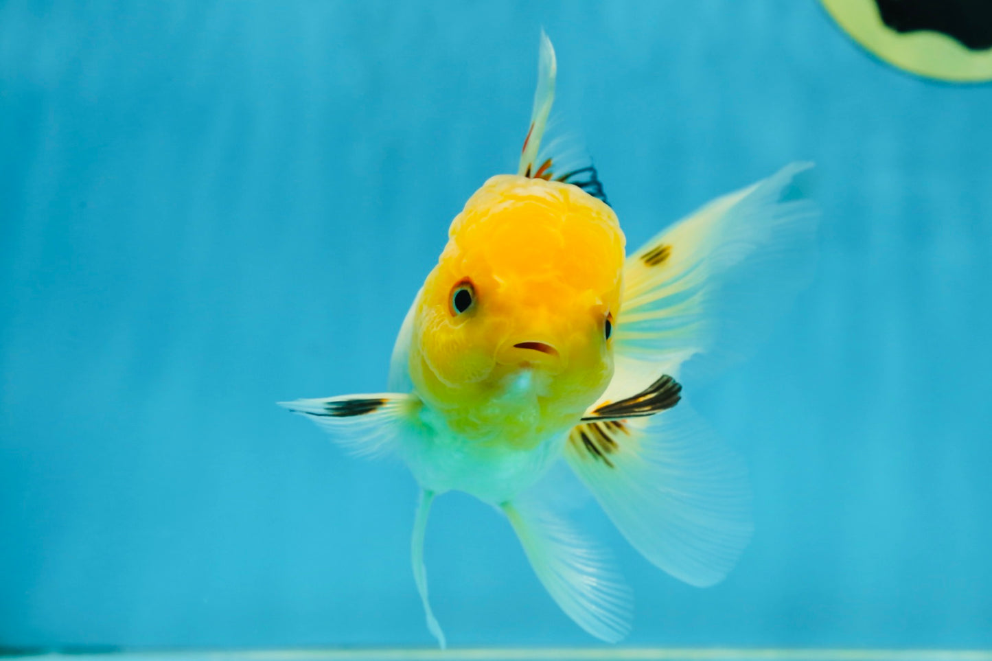 A Grade White Oranda Female 5 inches #062725OR_25