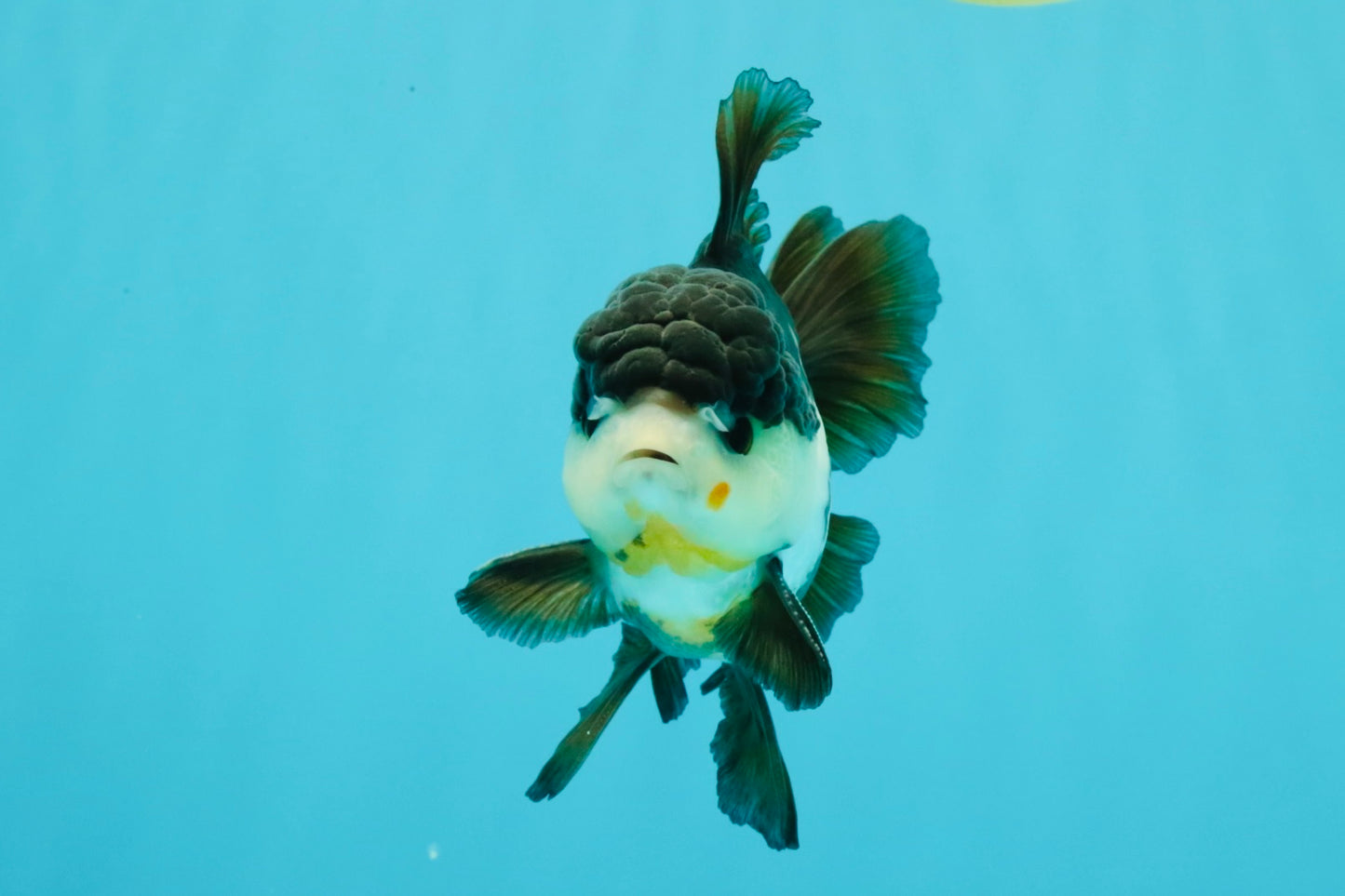 FLUFFY Panda Oranda Male 5 inches #032026OR_11