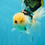 AAA Grade Tricolor Oranda Male 5.5 inches #050925OR_40