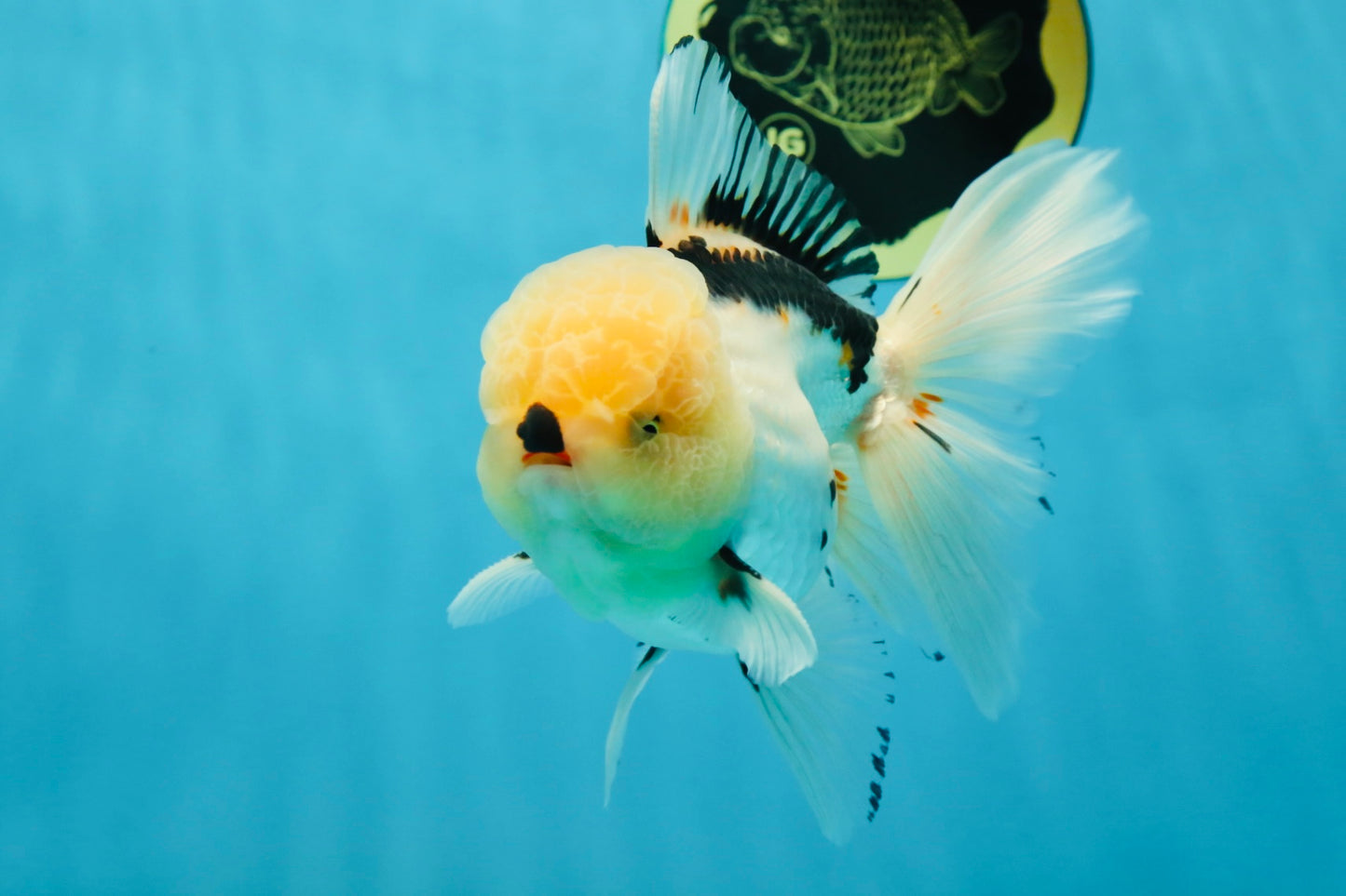 AAA Grade Tricolor Oranda Male 5.5 inches #050925OR_40