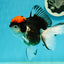 A Grade Red Head Tricolor Oranda Female 5 inches #112224OR_16