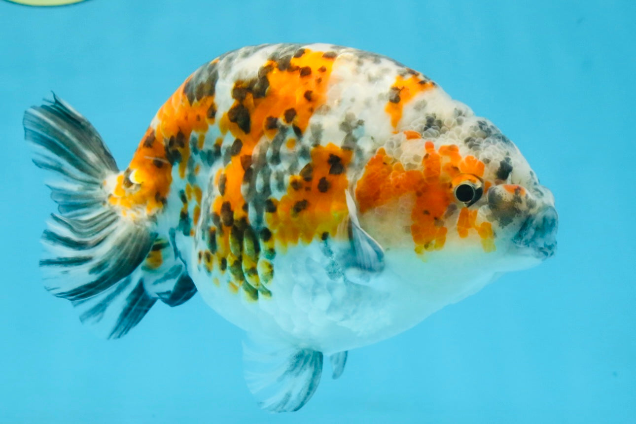 A Grade Tricolor Ranchu Male 5.5 inches #110725RC_14