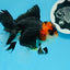 AAA Grade Tricolor Oranda Male 4.5 inches #0830OR_17