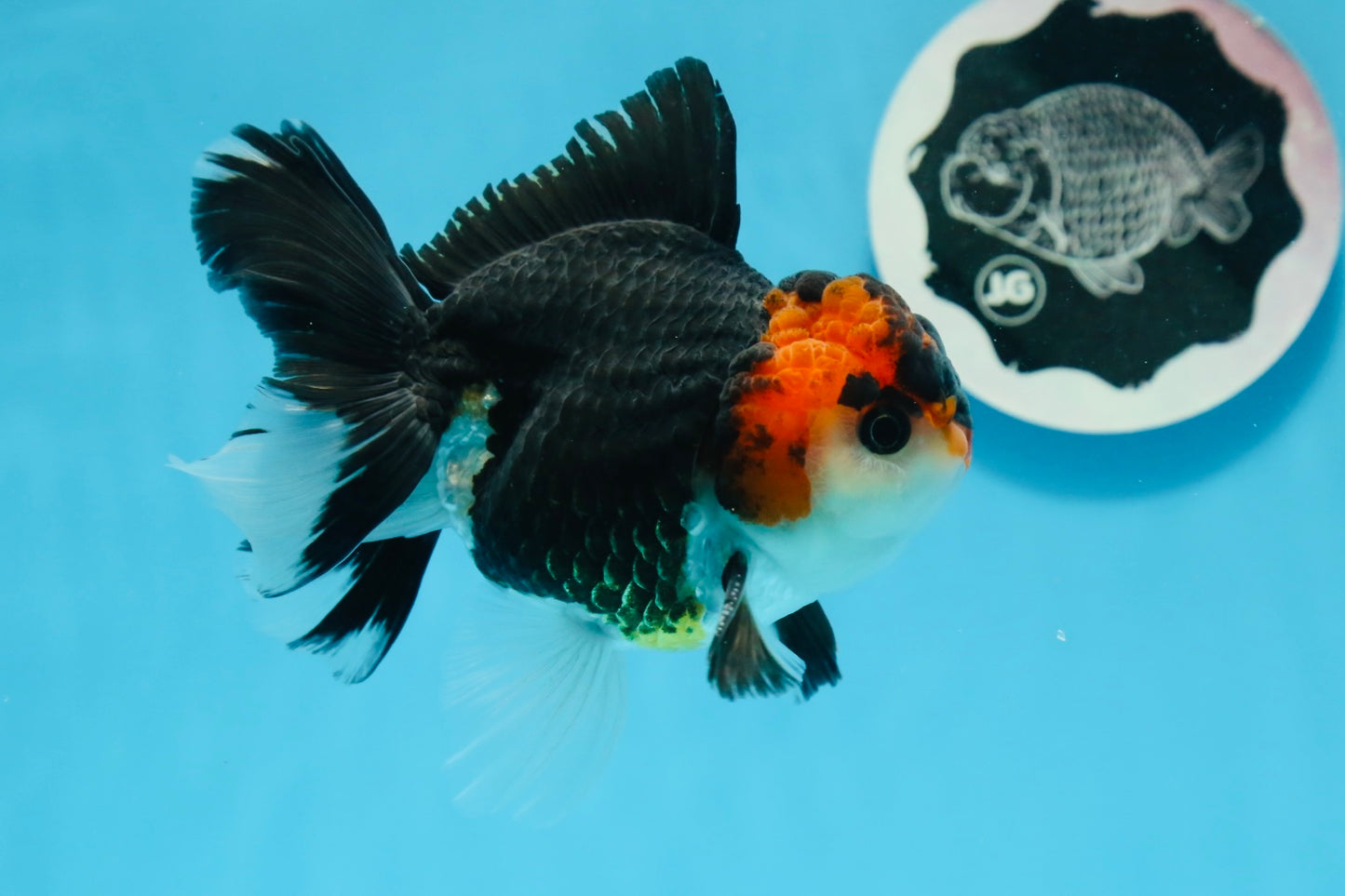 AAA Grade Tricolor Oranda Male 4.5 inches #0830OR_17