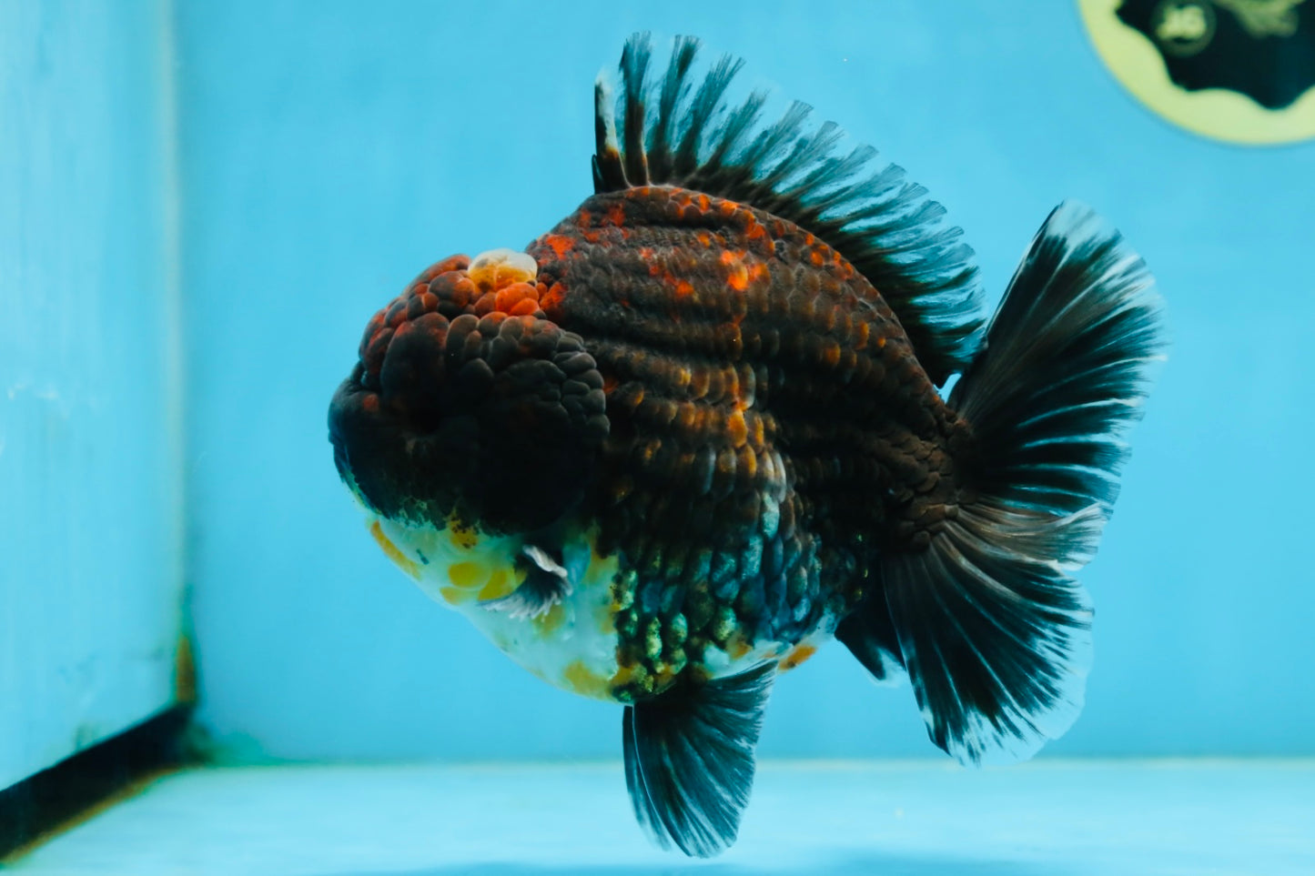 AAA Grade Godzilla Kirin Yuanbao Male 5.5 inches #082225YB_04