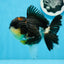 Oranda femelle tricolore de catégorie AAA 5 pouces #0830OR_02