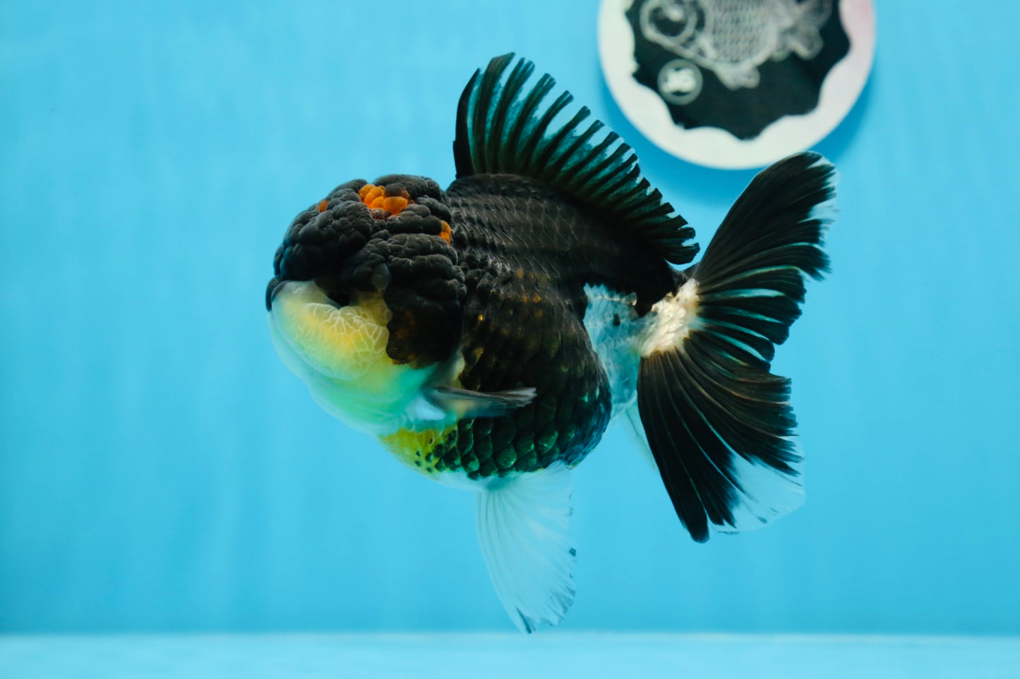 Oranda femelle tricolore de catégorie AAA 5 pouces #0830OR_02