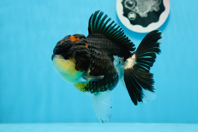 AAA Grade Tricolor Oranda Female 5 inches #0830OR_02