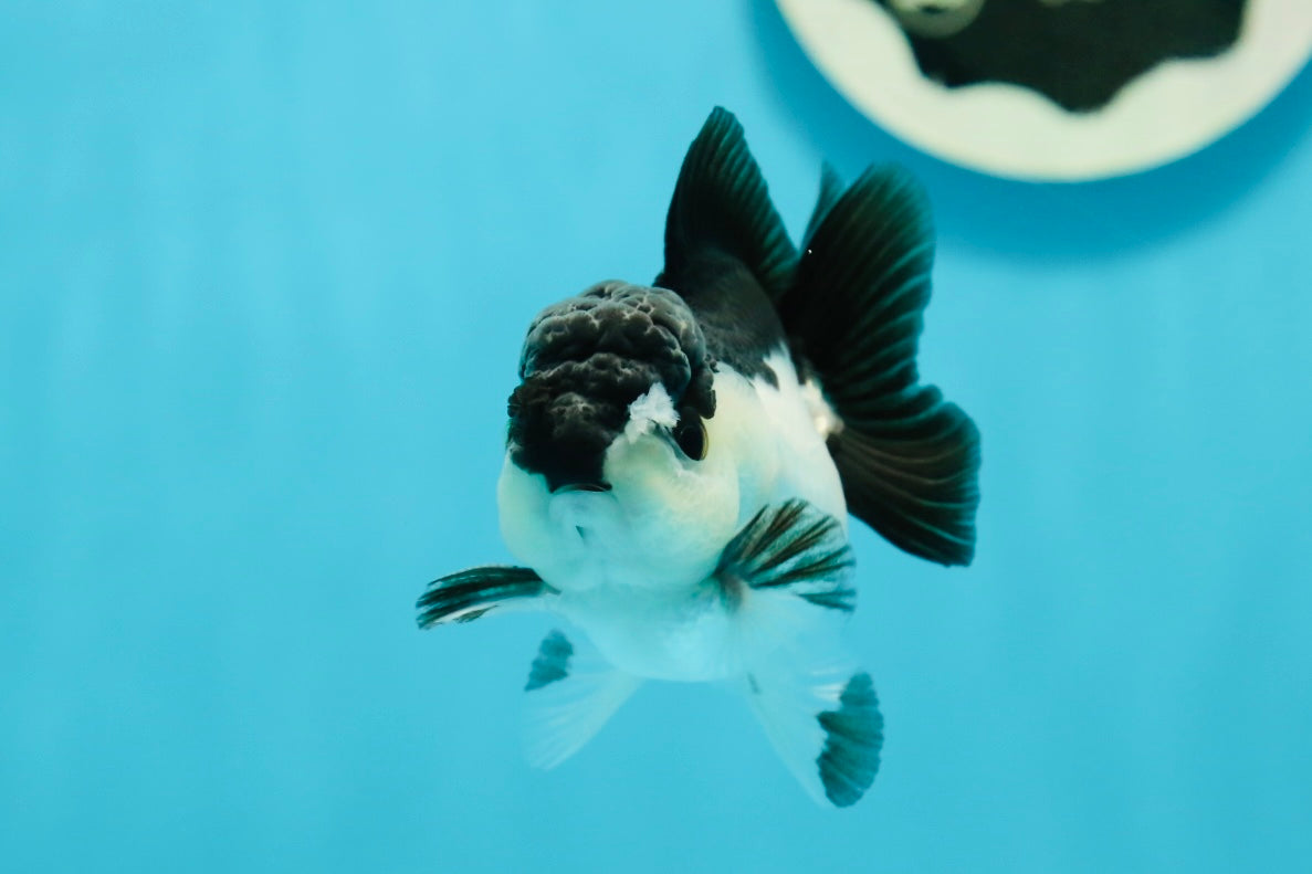 Panda Oranda Male 3 inches #1004OR_27