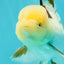 A Grade Lemonhead Tricolor Oranda Male 5 inches #111524OR_26