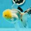 A Grade Lemonhead Panda Oranda Female 5.5 inches #1004OR_34