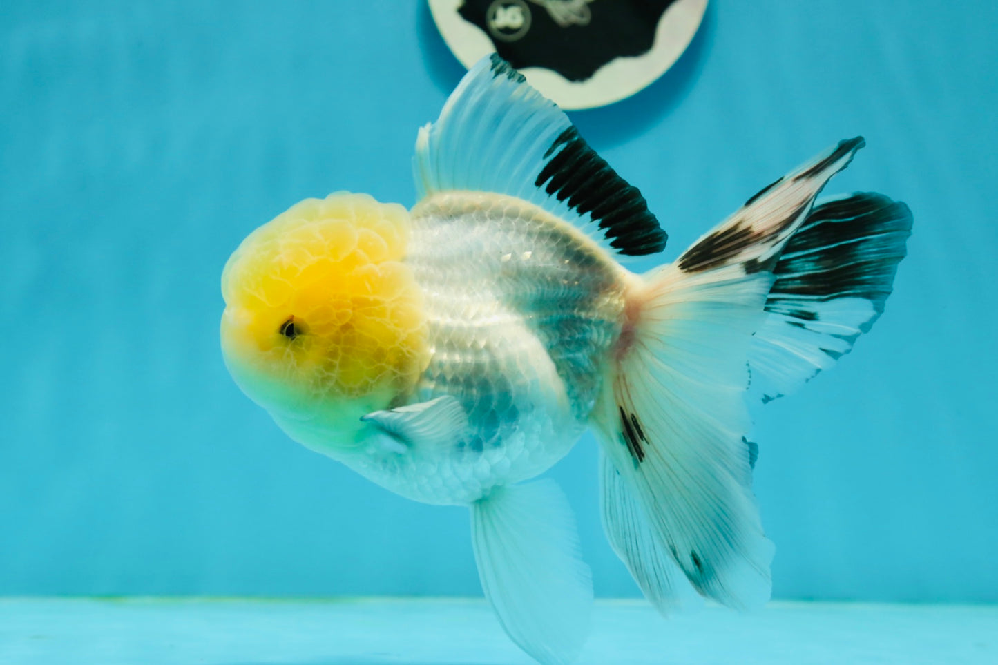 A Grade Lemonhead Panda Oranda Female 5.5 inches #1004OR_34