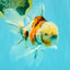 Calico Oranda Male 6.5 inches #090426OR_02