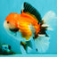 A Grade Tricolor Oranda Female 6 inches #082126OR_10