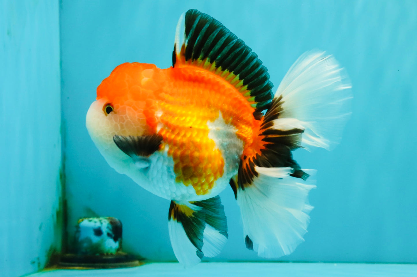 A Grade Tricolor Oranda Female 6 inches #082126OR_10