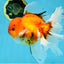 A Grade Sakura Oranda Male 6 inches #110725OR_04