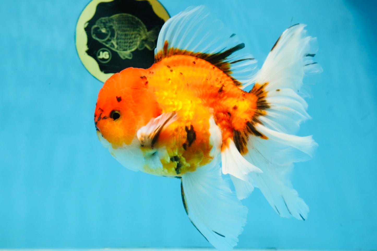 A Grade Sakura Oranda Male 6 inches #110725OR_04