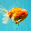 CHONKY A Grade Sakura Oranda Male 6 inches #070626OR_13