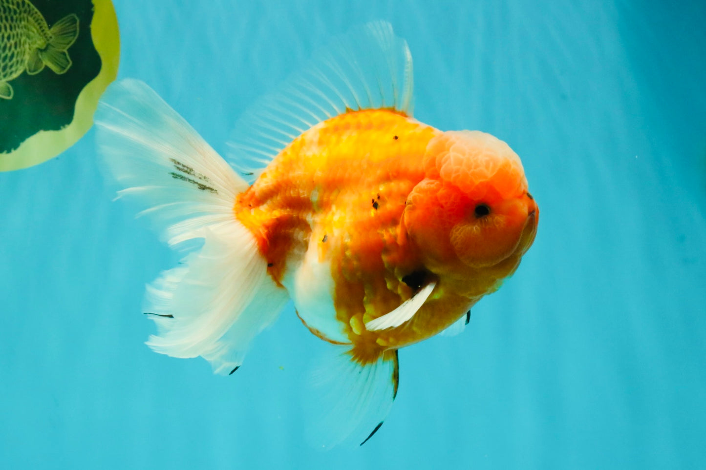 CHONKY A Grade Sakura Oranda Male 6 inches #070626OR_13