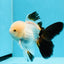 AAA Grade Black Tail Tricolor Oranda Male 5.5 inches #0503OR_06