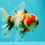A Grade Marble Calico Oranda Male 6.5 inches #061926OR_19