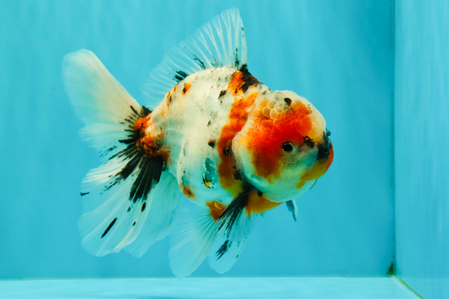 A Grade Marble Calico Oranda Male 6.5 inches #061926OR_19