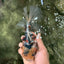 A Grade Sanke Oranda Male 6.5 inches #080726OR_20