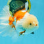 PUPPY A Grade Tricolor Oranda Female 7 inches #040326OR_07