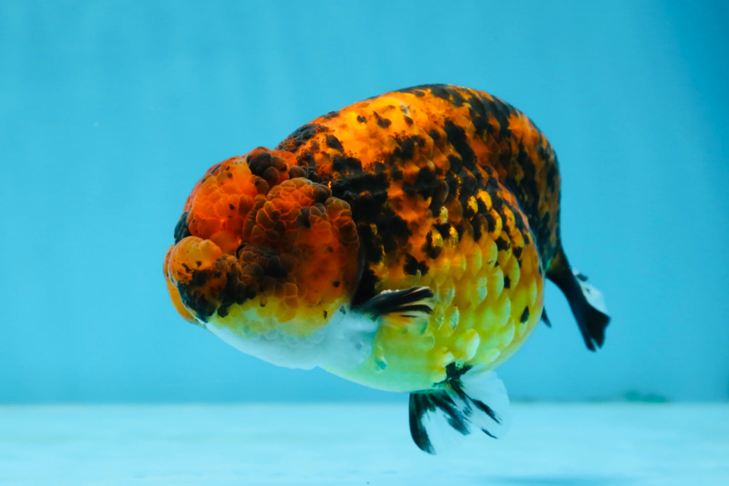 A Grade Tiger LionKing 4.5-5 inches #071125LC_03