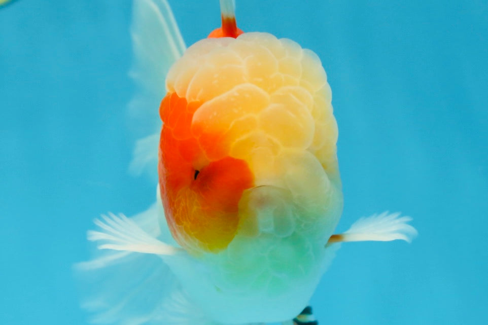 AAA Grade Cherry Sakura Oranda Male 5 inches #062725OR_14