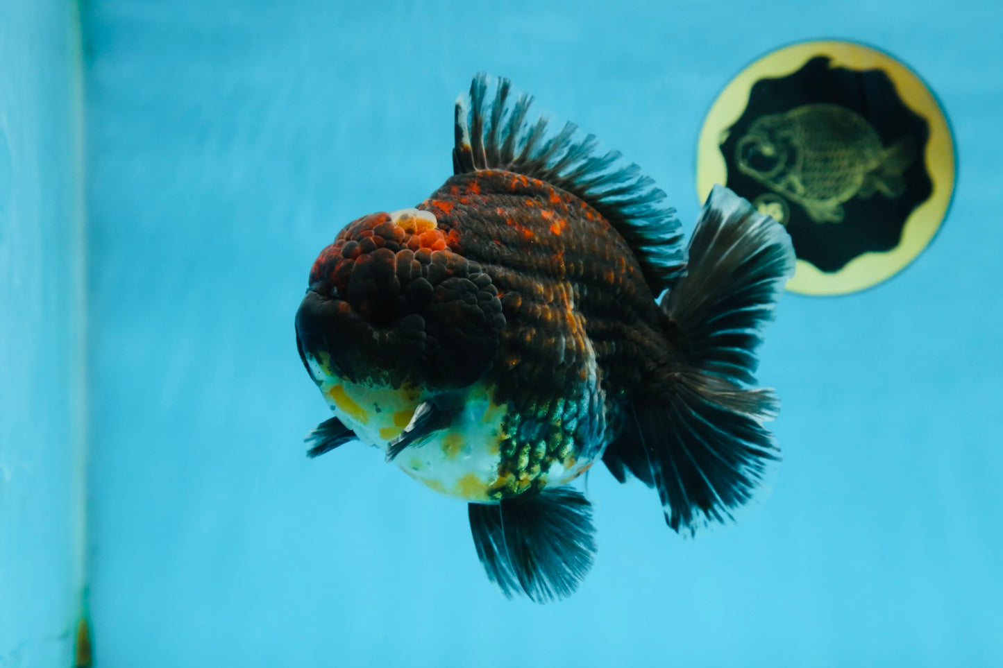 AAA Grade Godzilla Kirin Yuanbao Male 5.5 inches #082225YB_04