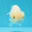 White Lionchu Female 4 inches #0927LC_18