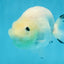 White Sakura Chinese Ranchu Female 4.5-5 inches #121225RC_04