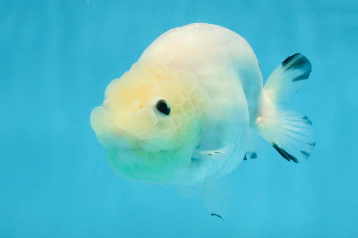 White Sakura Chinese Ranchu Female 4.5-5 inches #121225RC_04