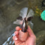 A Grade Royal Tricolor Oranda Male 5.5 inches #110124OR_20