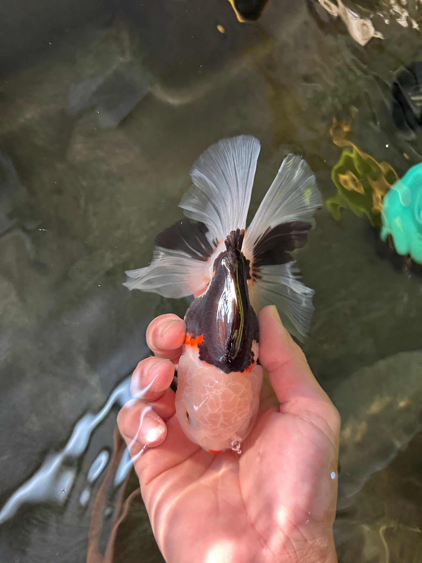 A Grade Royal Tricolor Oranda Male 5.5 inches #110124OR_20