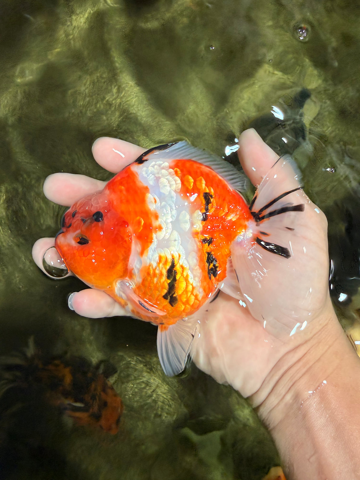 A Grade Sakura Yuanbao Male 5 inches #101626YB_31