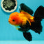 Black Red (Apache) Oranda Female 5.5 inches #102624OR_13