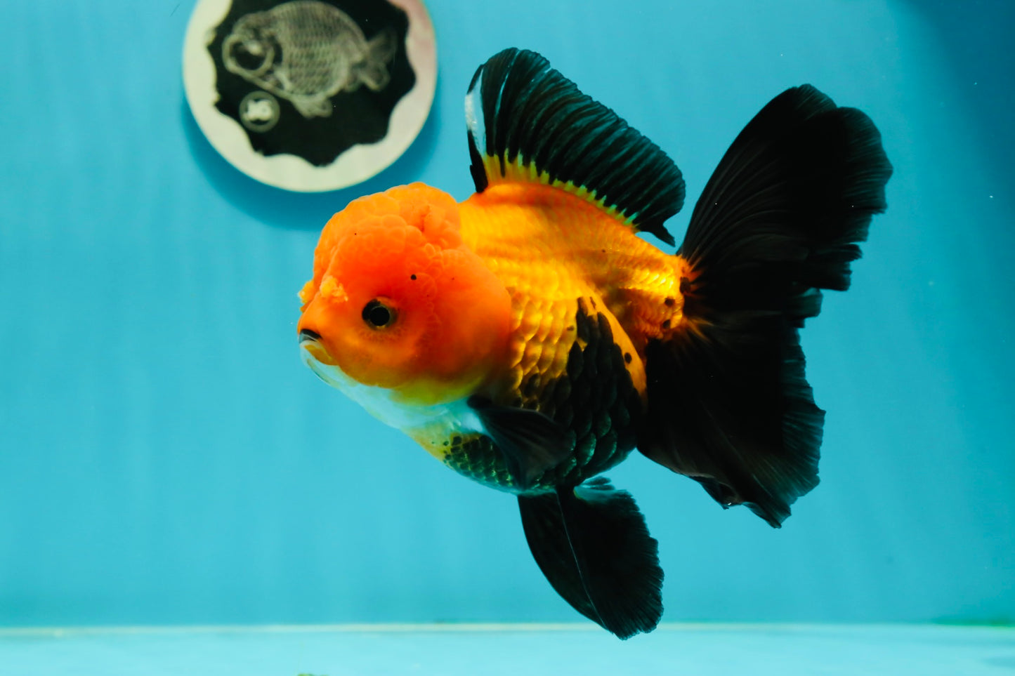 Black Red (Apache) Oranda Female 5.5 inches #102624OR_13