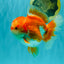 CHUBBY AAA Grade Red White Oranda Male 6 inches #081426OR_01